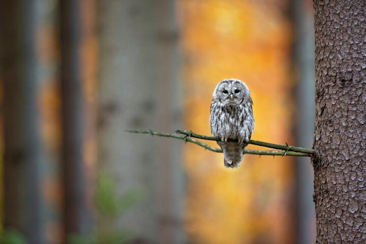 楽天市場 フクロウ 鳥の壁紙 輸入 カスタム壁紙 Photowall Tawny Owl 貼ってはがせるフリース壁紙 不織布 海外取り寄せのため1カ月程度でお届け 代引き 後払い不可 壁紙屋本舗 カベガミヤホンポ