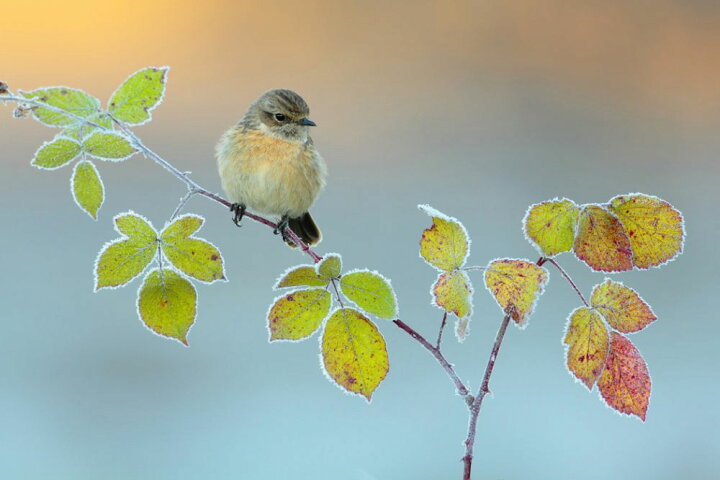 楽天市場 小鳥 鳥 枝の壁紙 輸入 カスタム壁紙 Photowall Winter Colors 貼ってはがせるフリース壁紙 不織布 海外取り寄せのため1カ月程度でお届け 代引き 後払い不可 壁紙屋本舗 カベガミヤホンポ