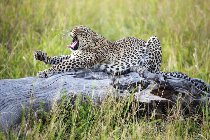 楽天市場 ヒョウ 動物 あくびの壁紙 輸入 カスタム壁紙 Photowall Big Cat 貼ってはがせるフリース壁紙 不織布 海外取り寄せのため1カ月程度でお届け 代引き 後払い不可 壁紙屋本舗 カベガミヤホンポ