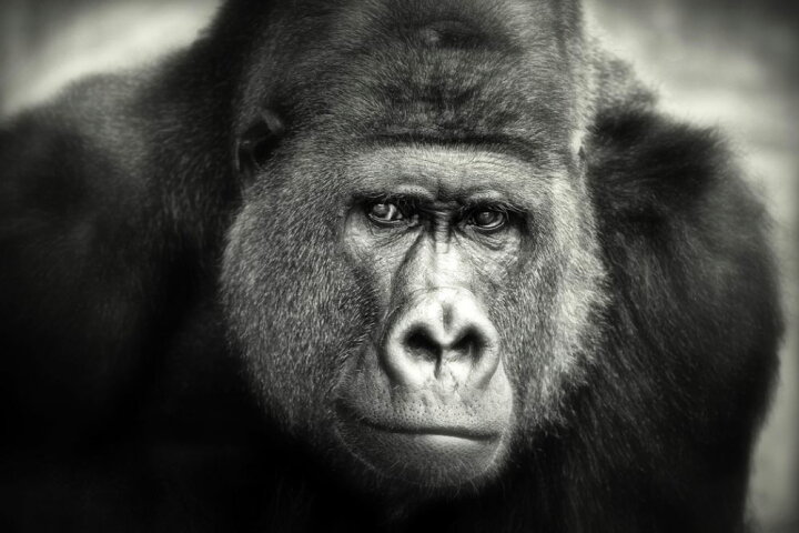 楽天市場 ゴリラ 動物 セピアの壁紙 輸入 カスタム壁紙 Photowall Little Smile 貼ってはがせるフリース 壁紙 不織布 海外取り寄せのため1カ月程度でお届け 代引き 後払い不可 壁紙屋本舗 カベガミヤホンポ