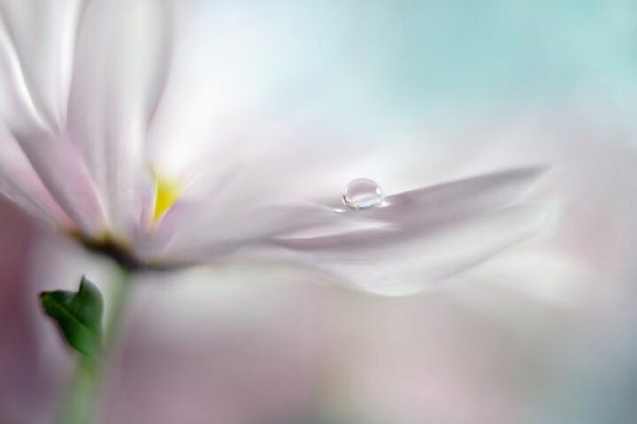 楽天市場 花びら 花 しずく 水滴の壁紙 輸入 カスタム壁紙 Photowall Where Dreams Come True 貼ってはがせるフリース壁紙 不織布 海外取り寄せのため1カ月程度でお届け 代引き 後払い不可 壁紙屋本舗 カベガミヤホンポ