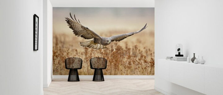 楽天市場 ハヤブサ 鳥の壁紙 輸入 カスタム壁紙 Photowall Common Buzzard 177 貼ってはがせるフリース壁紙 不織布 海外取り寄せのため1カ月程度でお届け 代引き 後払い不可 壁紙屋本舗 カベガミヤホンポ 楽天市場 ハヤブサ 鳥の壁紙 輸入 カスタム壁紙 Photowall Common Buzzard 177 貼ってはがせるフリース壁紙 不織布 海外取り寄せのため1カ月程度でお届け 代引き 後払い不可 壁紙屋本舗 カベガミヤホンポ