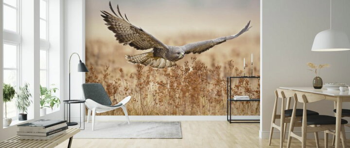 楽天市場 ハヤブサ 鳥の壁紙 輸入 カスタム壁紙 Photowall Common Buzzard 177 貼ってはがせるフリース壁紙 不織布 海外取り寄せのため1カ月程度でお届け 代引き 後払い不可 壁紙屋本舗 カベガミヤホンポ 楽天市場 ハヤブサ 鳥の壁紙 輸入 カスタム壁紙 Photowall Common Buzzard 177 貼ってはがせるフリース壁紙 不織布 海外取り寄せのため1カ月程度でお届け 代引き 後払い不可 壁紙屋本舗 カベガミヤホンポ