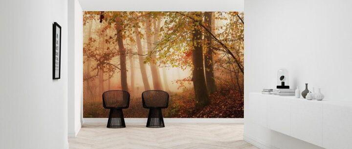 楽天市場 秋 森 森林 オレンジの壁紙 輸入 カスタム壁紙 Photowall Calm Walk In Colors 貼ってはがせるフリース壁紙 不織布 海外取り寄せのため1カ月程度でお届け 代引き 後払い不可 壁紙屋本舗 カベガミヤホンポ