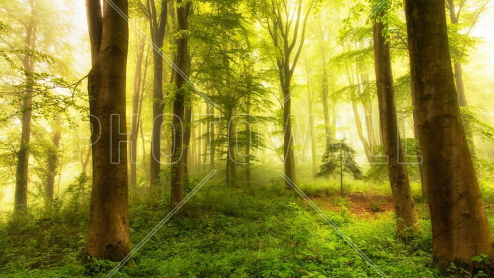 楽天市場 森 森林 木 緑 グリーンの壁紙 輸入 カスタム壁紙 Photowall Little Tree 175 貼ってはがせるフリース壁紙 不織布 海外取り寄せのため1カ月程度でお届け 代引き 後払い不可 壁紙屋本舗 カベガミヤホンポ