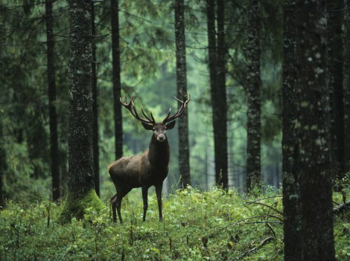 楽天市場 森 シカ 鹿 自然 緑 グリーンの壁紙 輸入 カスタム壁紙 Photowall Elk In Forest 貼ってはがせるフリース壁紙 不織布 海外取り寄せのため1カ月程度でお届け 代引き 後払い不可 壁紙屋本舗 カベガミヤホンポ