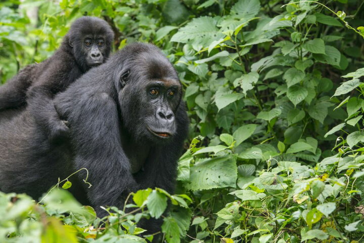 楽天市場 ゴリラ 動物 森 ジャングルの壁紙 輸入 カスタム壁紙 Photowall Gorilla Baby And Mother 貼ってはがせるフリース壁紙 不織布 海外取り寄せのため1カ月程度でお届け 代引き 後払い不可 壁紙 屋本舗 カベガミヤホンポ