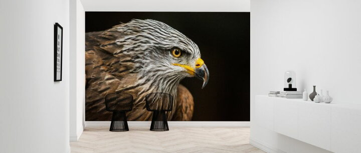 楽天市場 鷹 タカ 鳥の壁紙 輸入 カスタム壁紙 Photowall Hawk Portrait 貼ってはがせるフリース壁紙 不織布 海外取り寄せのため1カ月程度でお届け 代引き 後払い不可 壁紙屋本舗 カベガミヤホンポ