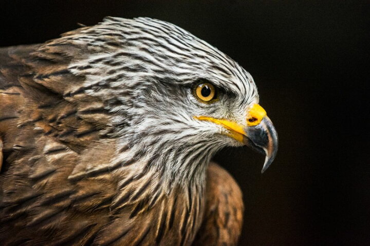 楽天市場 鷹 タカ 鳥の壁紙 輸入 カスタム壁紙 Photowall Hawk Portrait 貼ってはがせるフリース壁紙 不織布 海外取り寄せのため1カ月程度でお届け 代引き 後払い不可 壁紙屋本舗 カベガミヤホンポ
