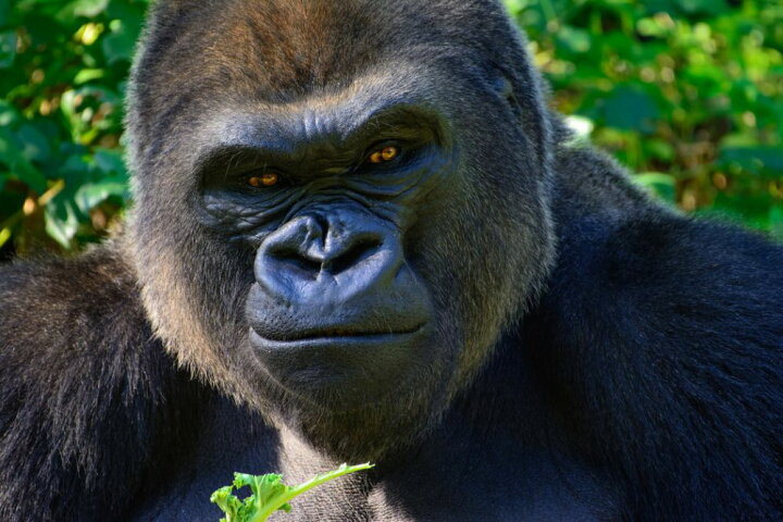 楽天市場 ゴリラ 動物 ニヒルの壁紙 輸入 カスタム壁紙 Photowall Male Silverback 貼ってはがせるフリース壁紙 不織布 海外取り寄せのため1カ月程度でお届け 代引き 後払い不可 壁紙屋本舗 カベガミヤホンポ