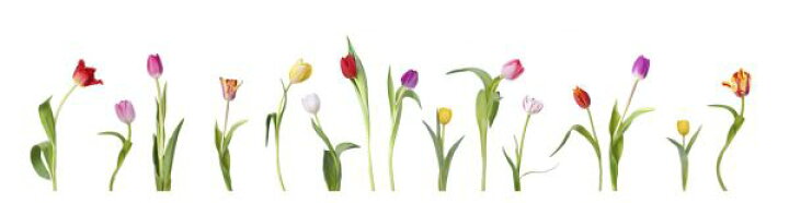 楽天市場 チューリップ 花の壁紙 輸入 カスタム壁紙 Photowall Dancing Tulips 貼ってはがせるフリース 壁紙 不織布 海外取り寄せのため1カ月程度でお届け 代引き 後払い不可 壁紙屋本舗 カベガミヤホンポ