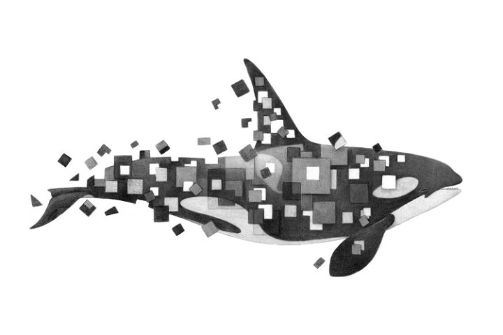 楽天市場 シャチ イルカ 動物 イラスト モノクロ モノトーンの壁紙 輸入 カスタム壁紙 Photowall Fractured Killer Whale Grayscale 023 貼ってはがせるフリース壁紙 不織布 海外取り寄せのため1カ月程度でお届け 代引き 後払い不可 壁紙屋本舗