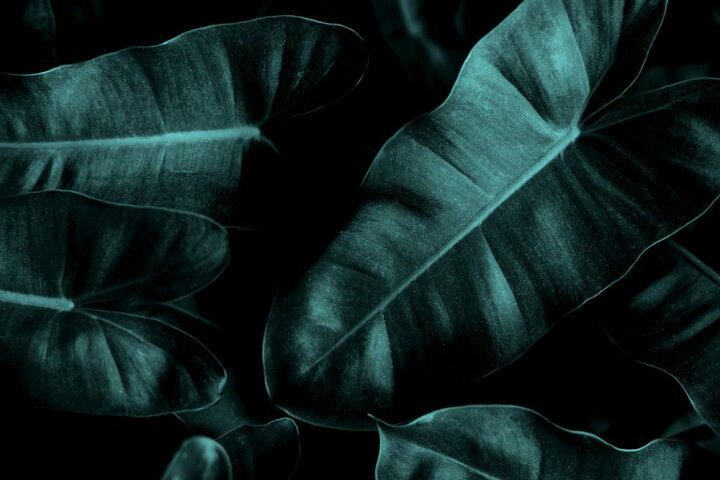 楽天市場 葉 葉っぱ 植物 ボタニカルの壁紙 輸入 カスタム壁紙 Photowall Beach 貼ってはがせるフリース壁紙 不織布 海外取り寄せのため1カ月程度でお届け 代引き 後払い不可 壁紙屋本舗 カベガミヤホンポ