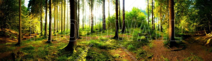 楽天市場 森 森林 木 自然 緑 グリーン パノラマの壁紙 輸入 カスタム壁紙 Photowall Woodland 190 貼ってはがせるフリース壁紙 不織布 海外取り寄せのため1カ月程度でお届け 代引き 後払い不可 壁紙屋本舗 カベガミヤホンポ