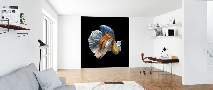楽天市場 魚 熱帯魚 ベタ 闘魚 黒 ブラックの壁紙 輸入 カスタム壁紙 Photowall Siamese Fighting Fish 193 貼ってはがせるフリース壁紙 不織布 海外取り寄せのため1カ月程度でお届け 代引き 後払い不可 壁紙 屋本舗 カベガミヤホンポ