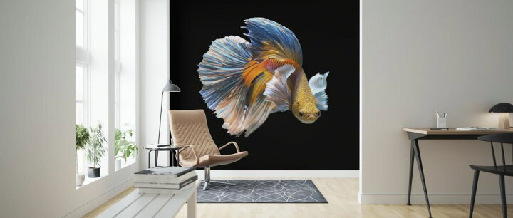 楽天市場 魚 熱帯魚 ベタ 闘魚 黒 ブラックの壁紙 輸入 カスタム壁紙 Photowall Siamese Fighting Fish 193 貼ってはがせるフリース壁紙 不織布 海外取り寄せのため1カ月程度でお届け 代引き 後払い不可 壁紙 屋本舗 カベガミヤホンポ