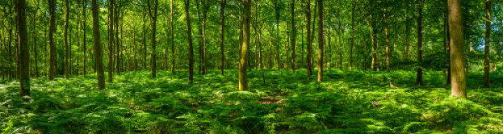 楽天市場 森 森林 木 自然 緑 グリーン パノラマの壁紙 輸入 カスタム壁紙 Photowall Fern Frond Forest 134 貼ってはがせるフリース壁紙 不織布 海外取り寄せのため1カ月程度でお届け 代引き 後払い不可 壁紙 屋本舗 カベガミヤホンポ