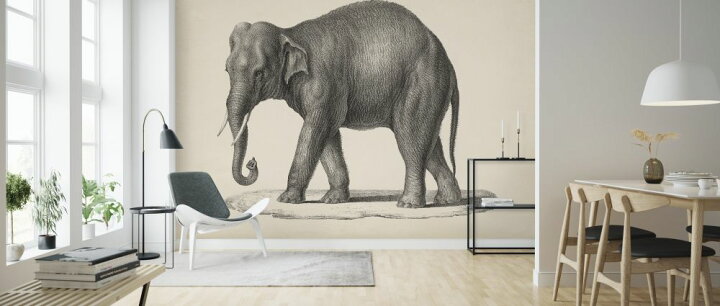 楽天市場 象 ゾウ イラスト ビンテージ アンティークの壁紙 輸入 カスタム壁紙 Photowall Brodtmann Elephant 614 貼ってはがせるフリース壁紙 不織布 海外取り寄せのため1カ月程度でお届け 代引き 後払い不可 壁紙 屋本舗 カベガミヤホンポ