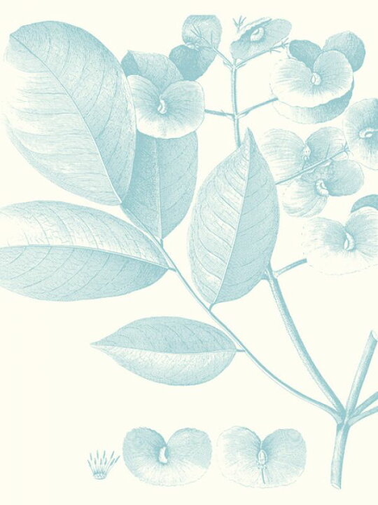 楽天市場 葉 イラスト ビンテージ アンティーク 緑 グリーンの壁紙 輸入 カスタム壁紙 Photowall Botanical Study In Spa Ii 623 貼ってはがせるフリース壁紙 不織布 海外取り寄せのため1カ月程度でお届け 代引き 後払い不可 壁紙屋本舗 カベガミヤ