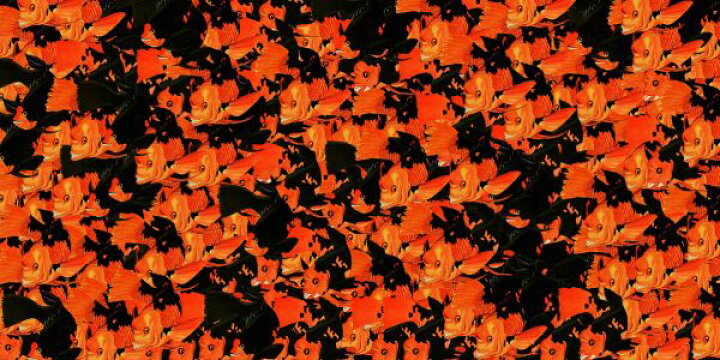 楽天市場 金魚 魚 パターン 赤 レッド 黒 ブラックの壁紙 輸入 カスタム壁紙 Photowall Goldstein 904 貼ってはがせるフリース壁紙 不織布 海外取り寄せのため1カ月程度でお届け 代引き 後払い不可 壁紙屋本舗 カベガミヤホンポ 楽天市場 金魚 魚 パターン 赤 レッド 黒 ブラックの壁紙 輸入 カスタム壁紙 Photowall Goldstein 904 貼ってはがせるフリース壁紙 不織布 海外取り寄せのため1カ月程度でお届け 代引き 後払い不可 壁紙屋本舗 カベガミヤホンポ