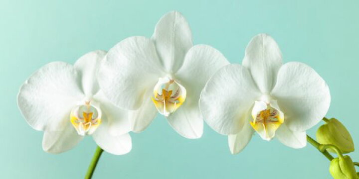 楽天市場 胡蝶蘭 花 ラン 白 ホワイトの壁紙 輸入 カスタム壁紙 Photowall Orchids 993 貼ってはがせるフリース 壁紙 不織布 海外取り寄せのため1カ月程度でお届け 代引き 後払い不可 壁紙屋本舗 カベガミヤホンポ