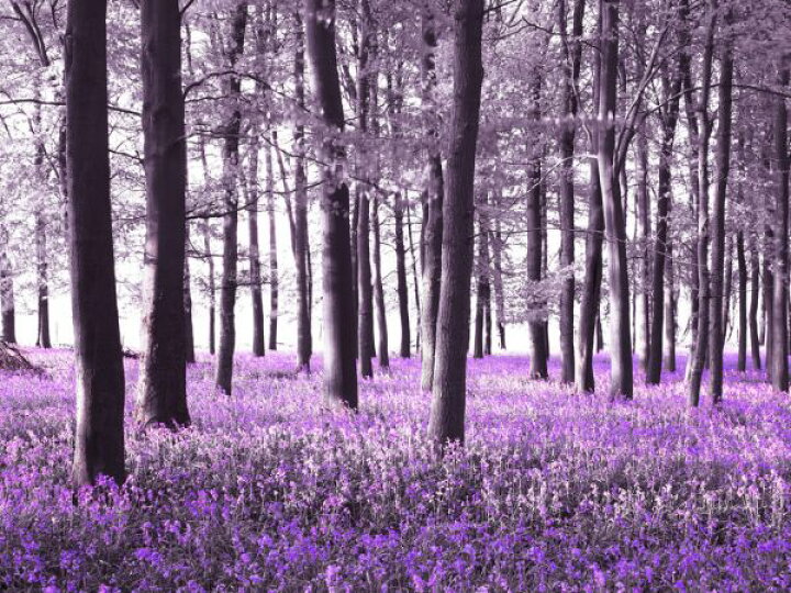 楽天市場 花 花畑 森 紫 パープルの壁紙 輸入 カスタム壁紙 Photowall Bluebells Violet 貼ってはがせるフリース壁紙 不織布 海外取り寄せのため1カ月程度でお届け 代引き 後払い不可 壁紙屋本舗 カベガミヤホンポ 楽天市場 花 花畑 森 紫 パープルの壁紙 輸入 カスタム壁紙 Photowall Bluebells Violet 貼ってはがせるフリース壁紙 不織布 海外取り寄せのため1カ月程度でお届け 代引き 後払い不可 壁紙屋本舗 カベガミヤホンポ