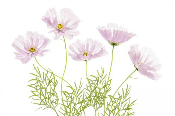 楽天市場 コスモス 花 押し花の壁紙 輸入 カスタム壁紙 Photowall Cosmos Cupcake Flower 749 貼ってはがせるフリース壁紙 不織布 海外取り寄せのため1カ月程度でお届け 代引き 後払い不可 壁紙屋本舗 カベガミヤホンポ