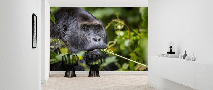 楽天市場 ゴリラ 動物 ジャングルの壁紙 輸入 カスタム壁紙 Photowall Eat Your Greens 貼ってはがせるフリース壁紙 不織布 海外取り寄せのため1カ月程度でお届け 代引き 後払い不可 壁紙屋本舗 カベガミヤホンポ