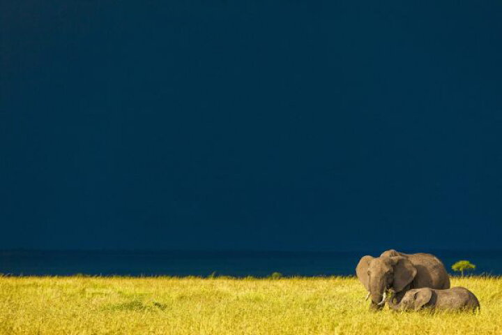 楽天市場 象 ゾウ 動物 サバンナの壁紙 輸入 カスタム壁紙 Photowall Elephant Storm 貼ってはがせるフリース壁紙 不織布 海外取り寄せのため1カ月程度でお届け 代引き 後払い不可 壁紙屋本舗 カベガミヤホンポ 楽天市場 象 ゾウ 動物 サバンナの壁紙 輸入 カスタム壁紙 Photowall Elephant Storm 貼ってはがせるフリース壁紙 不織布 海外取り寄せのため1カ月程度でお届け 代引き 後払い不可 壁紙屋本舗 カベガミヤホンポ