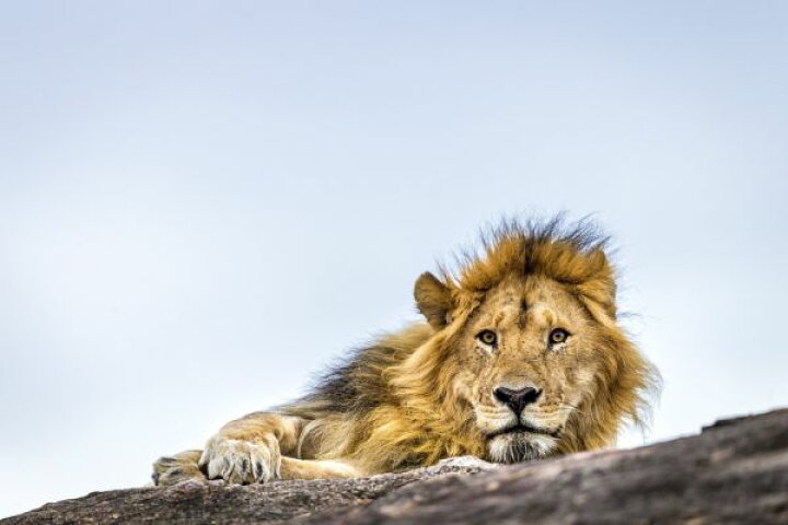 楽天市場 ライオン 動物の壁紙 輸入 カスタム壁紙 Photowall King Of The Hill 貼ってはがせるフリース 壁紙 不織布 海外取り寄せのため1カ月程度でお届け 代引き 後払い不可 壁紙屋本舗 カベガミヤホンポ 楽天市場 ライオン 動物の壁紙 輸入 カスタム壁紙 Photowall King Of The Hill 貼ってはがせるフリース 壁紙 不織布 海外取り寄せのため1カ月程度でお届け 代引き 後払い不可 壁紙屋本舗 カベガミヤホンポ