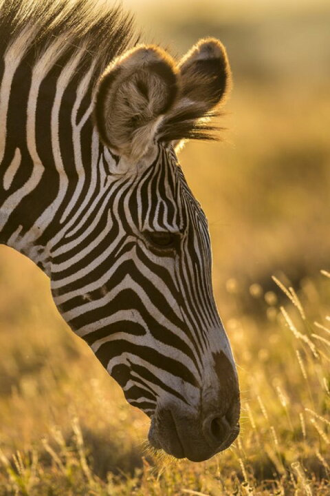 楽天市場 シマウマ 動物 顔の壁紙 輸入 カスタム壁紙 Photowall Grazer 貼ってはがせるフリース壁紙 不織布 海外取り寄せのため1カ月程度でお届け 代引き 後払い不可 壁紙屋本舗 カベガミヤホンポ