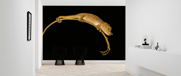 楽天市場 カメレオン 爬虫類 動物 黒 ブラックの壁紙 輸入 カスタム壁紙 Photowall Chameleon 貼ってはがせるフリース壁紙 不織布 海外取り寄せのため1カ月程度でお届け 代引き 後払い不可 壁紙屋本舗 カベガミヤホンポ