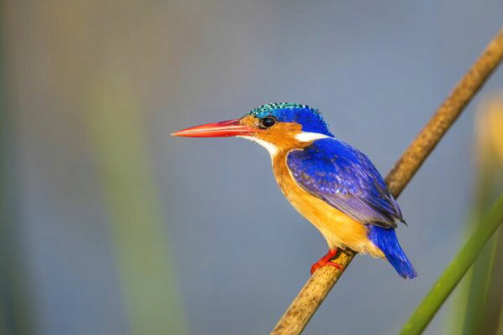 楽天市場 カワセミ 鳥の壁紙 輸入 カスタム壁紙 Photowall Malachite Kingfisher 貼ってはがせるフリース壁紙 不織布 海外取り寄せのため1カ月程度でお届け 代引き 後払い不可 壁紙屋本舗 カベガミヤホンポ 楽天市場 カワセミ 鳥の壁紙 輸入 カスタム壁紙 Photowall Malachite Kingfisher 貼ってはがせるフリース壁紙 不織布 海外取り寄せのため1カ月程度でお届け 代引き 後払い不可 壁紙屋本舗 カベガミヤホンポ