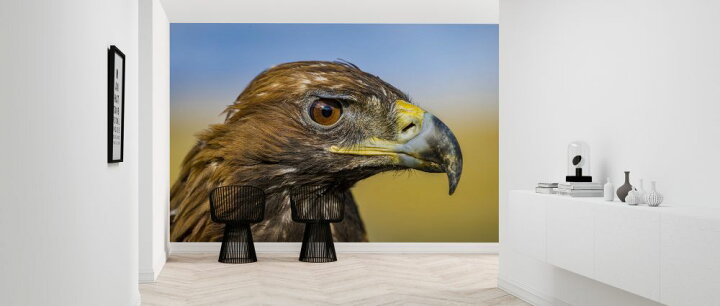 楽天市場 鷲 ワシ 鳥の壁紙 輸入 カスタム壁紙 Photowall Eagle Eye 貼ってはがせるフリース壁紙 不織布 海外取り寄せのため1カ月程度でお届け 代引き 後払い不可 壁紙屋本舗 カベガミヤホンポ