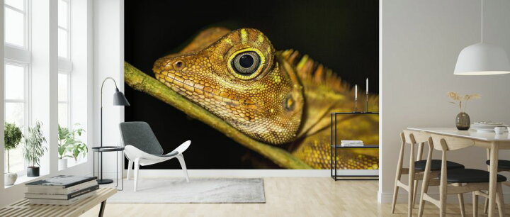 楽天市場 トカゲ 爬虫類 動物の壁紙 輸入 カスタム壁紙 Photowall Lizard Life 貼ってはがせるフリース壁紙 不織布 海外取り寄せのため1カ月程度でお届け 代引き 後払い不可 壁紙屋本舗 カベガミヤホンポ