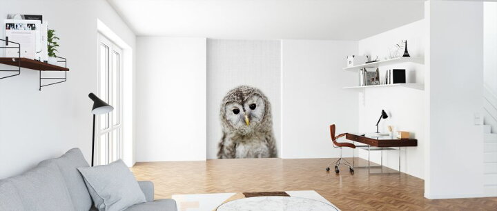 楽天市場 フクロウ 鳥 かわいい キッズルーム こども部屋の壁紙 輸入 カスタム壁紙 Photowall Baby Owl 貼ってはがせるフリース壁紙 不織布 海外取り寄せのため1カ月程度でお届け 代引き 後払い不可 壁紙屋本舗 カベガミヤホンポ