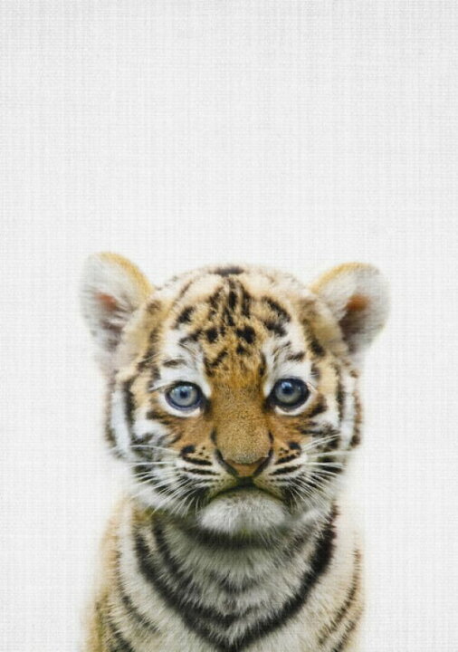 楽天市場 虎 トラ 動物 かわいい キッズルーム こども部屋の壁紙 輸入 カスタム壁紙 Photowall Baby Tiger 227 貼ってはがせるフリース壁紙 不織布 海外取り寄せのため1カ月程度でお届け 代引き 後払い不可 壁紙 屋本舗 カベガミヤホンポ