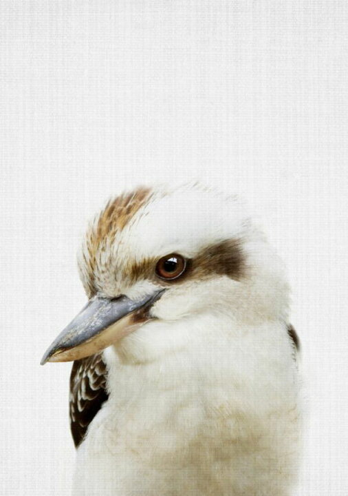 楽天市場 ワライカワセミ 鳥 かわいい キッズルーム こども部屋の壁紙 輸入 カスタム壁紙 Photowall Kookaburra 貼ってはがせるフリース壁紙 不織布 海外取り寄せのため1カ月程度でお届け 代引き 後払い不可 壁紙 屋本舗 カベガミヤホンポ 楽天市場 ワライカワセミ 鳥 かわいい キッズルーム こども部屋の壁紙 輸入 カスタム壁紙 Photowall Kookaburra 貼ってはがせるフリース壁紙 不織布 海外取り寄せのため1カ月程度でお届け 代引き 後払い不可 壁紙 屋本舗 カベガミヤホンポ