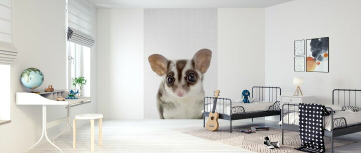 楽天市場 フクロモモンガ 動物 かわいい キッズルーム こども部屋の壁紙 輸入 カスタム壁紙 Photowall Baby Sugar Glider 貼ってはがせるフリース壁紙 不織布 海外取り寄せのため1カ月程度でお届け 代引き 後払い不可 壁紙 屋本舗 カベガミヤホンポ 楽天市場 フクロモモンガ 動物 かわいい キッズルーム こども部屋の壁紙 輸入 カスタム壁紙 Photowall Baby Sugar Glider 貼ってはがせるフリース壁紙 不織布 海外取り寄せのため1カ月程度でお届け 代引き 後払い不可 壁紙 屋本舗 カベガミヤホンポ