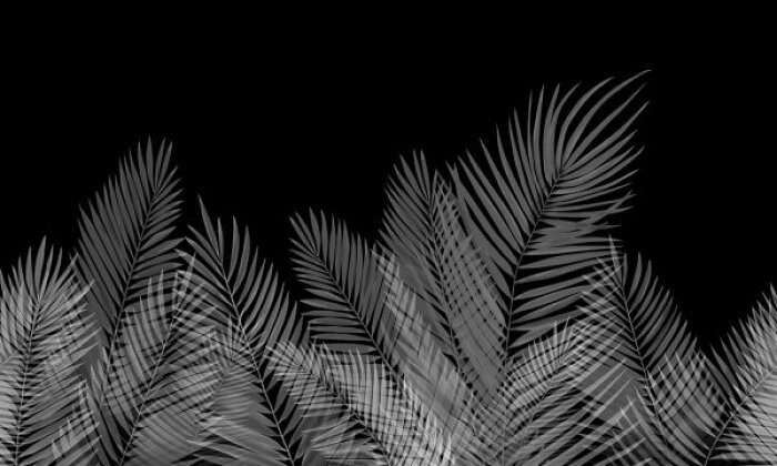 楽天市場 パームリーフ 葉 植物 トロピカル ボタニカル 黒 ブラック モノクロ モノトーンの壁紙 輸入 カスタム壁紙 Photowall Swaying Palm Leaves Black White 貼ってはがせるフリース壁紙 不織布 海外取り寄せのため1カ月程度でお届け 代引き不可