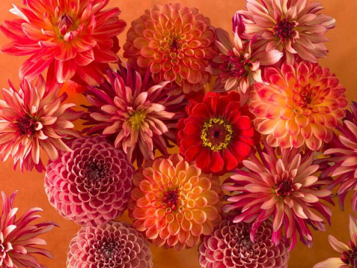 楽天市場 花 ダリア 赤 レッド フラワーの壁紙 輸入 カスタム壁紙 Photowall Dahlias 210 貼ってはがせるフリース 壁紙 不織布 海外取り寄せのため1カ月程度でお届け 代引き 後払い不可 壁紙屋本舗 カベガミヤホンポ