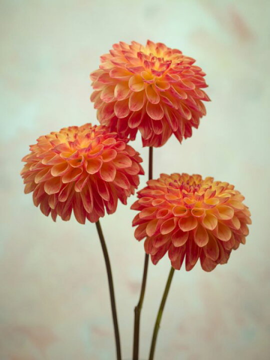 楽天市場 花 ダリア オレンジ フラワーの壁紙 輸入 カスタム壁紙 Photowall Red Dahlias 貼ってはがせるフリース壁紙 不織布 海外取り寄せのため1カ月程度でお届け 代引き 後払い不可 壁紙屋本舗 カベガミヤホンポ 楽天市場 花 ダリア オレンジ フラワーの壁紙 輸入 カスタム壁紙 Photowall Red Dahlias 貼ってはがせるフリース壁紙 不織布 海外取り寄せのため1カ月程度でお届け 代引き 後払い不可 壁紙屋本舗 カベガミヤホンポ