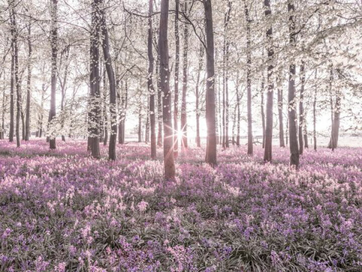 楽天市場 花畑 森 ピンクの壁紙 輸入 カスタム壁紙 Photowall Bluebells Violet 貼ってはがせるフリース壁紙 不織布 海外取り寄せのため1カ月程度でお届け 代引き 後払い不可 壁紙屋本舗 カベガミヤホンポ 楽天市場 花畑 森 ピンクの壁紙 輸入 カスタム壁紙 Photowall Bluebells Violet 貼ってはがせるフリース壁紙 不織布 海外取り寄せのため1カ月程度でお届け 代引き 後払い不可 壁紙屋本舗 カベガミヤホンポ
