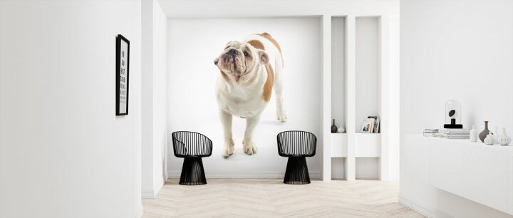 楽天市場 ブルドッグ 犬の壁紙 輸入 カスタム壁紙 Photowall Bulldog 貼ってはがせるフリース壁紙 不織布 海外取り寄せのため1カ月程度でお届け 代引き 後払い不可 壁紙屋本舗 カベガミヤホンポ