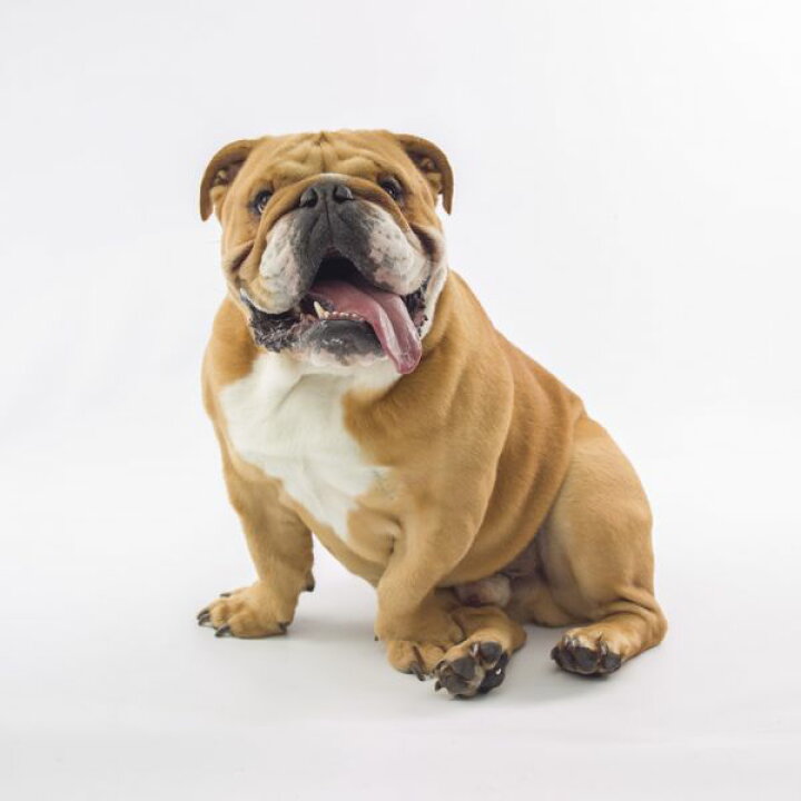 楽天市場 ブルドッグ 犬の壁紙 輸入 カスタム壁紙 Photowall Relaxed Bulldog 211 貼ってはがせるフリース 壁紙 不織布 海外取り寄せのため1カ月程度でお届け 代引き 後払い不可 壁紙屋本舗 カベガミヤホンポ