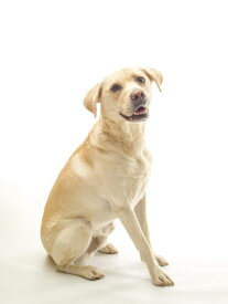 楽天市場 犬 壁紙 壁紙 装飾フィルム インテリア 寝具 収納の通販
