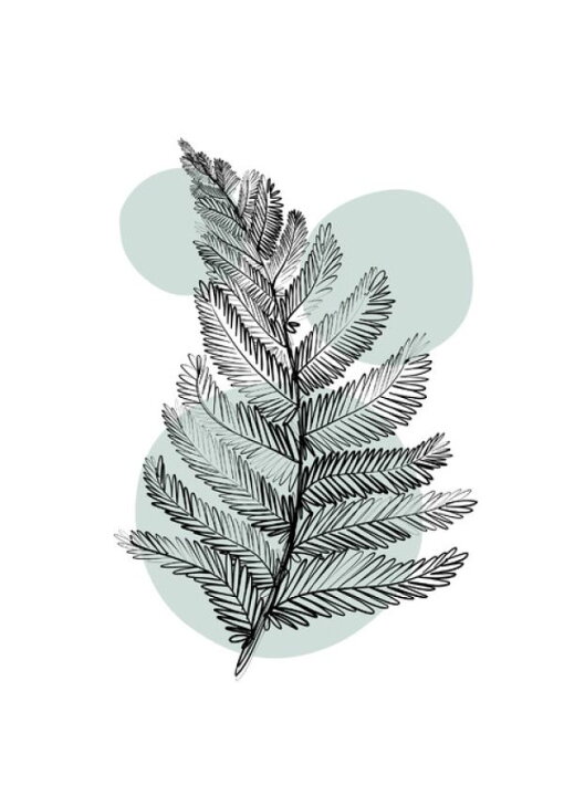 楽天市場 イラスト 植物 葉 ボタニカル シダ 緑 グリーンの壁紙 輸入 カスタム壁紙 Photowall Delicate Botanicals Fern 貼ってはがせるフリース壁紙 不織布 海外取り寄せのため1カ月程度でお届け 代引き 後払い不可 壁紙屋本舗 カベガミヤホンポ