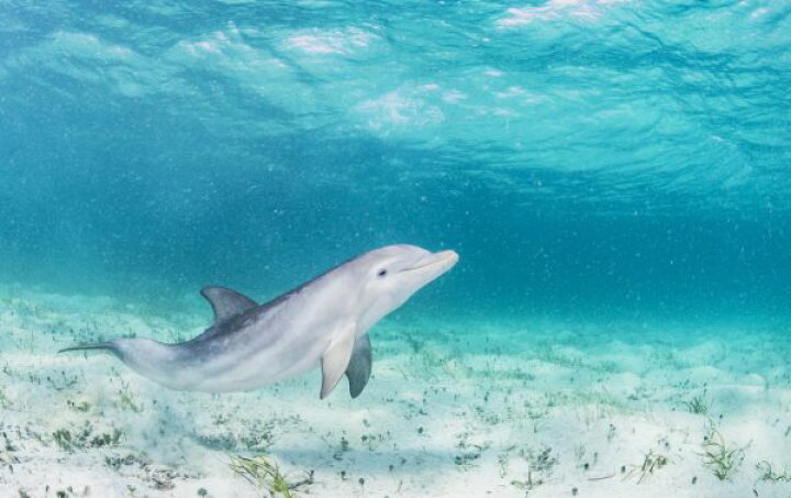 楽天市場 イルカ 海 青 ブルーの壁紙 輸入 カスタム壁紙 Photowall Bottlenose Dolphin Playing 貼ってはがせるフリース壁紙 不織布 海外取り寄せのため1カ月程度でお届け 代引き 後払い不可 壁紙 屋本舗 カベガミヤホンポ