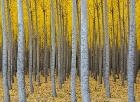 楽天市場 秋 壁紙 壁紙 装飾フィルム インテリア 寝具 収納の通販