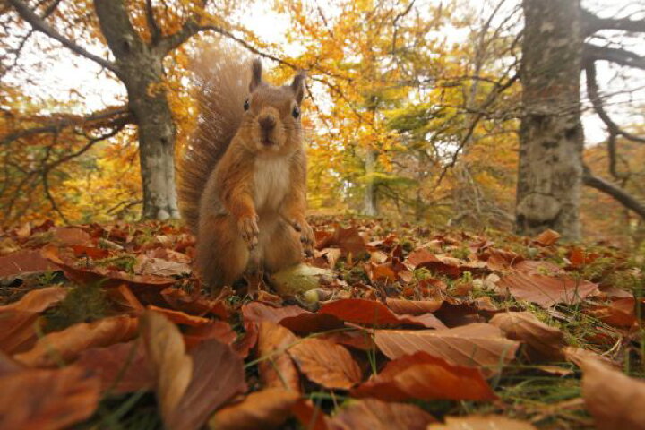 楽天市場 紅葉 落ち葉 森 リス 動物の壁紙 輸入 カスタム壁紙 Photowall Red Squirrel In Leaf Litter 140 貼ってはがせるフリース壁紙 不織布 海外取り寄せのため1カ月程度でお届け 代引き 後払い不可 壁紙 屋本舗 カベガミヤホンポ